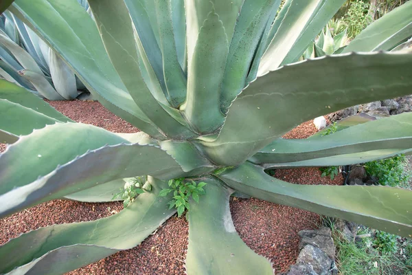 Původní Agave Rostlina Neam Botanické Zahradě Mexiko City Mexiko — Stock fotografie