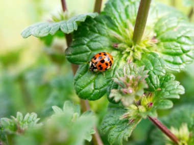 Bir uğur böceği Baton Rouge, Louisiana, Abd'de bir bitki üzerinde duruyor.