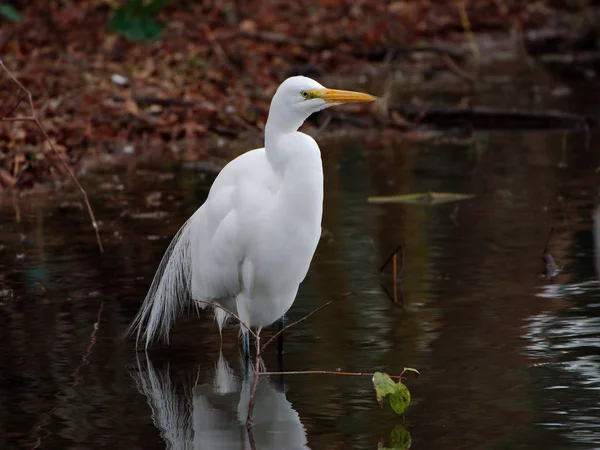 Grote Zilverreiger Een Cipressen Boom Baton Rouge Louisiana — Stockfoto