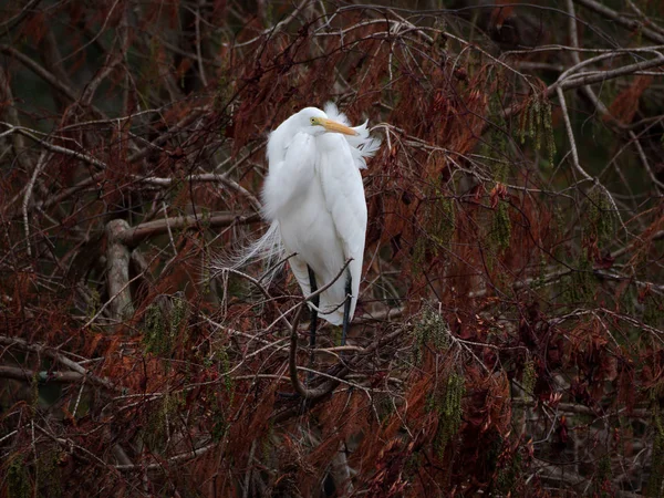 Great Egret Cypress Träd Baton Rouge Louisiana — Stockfoto