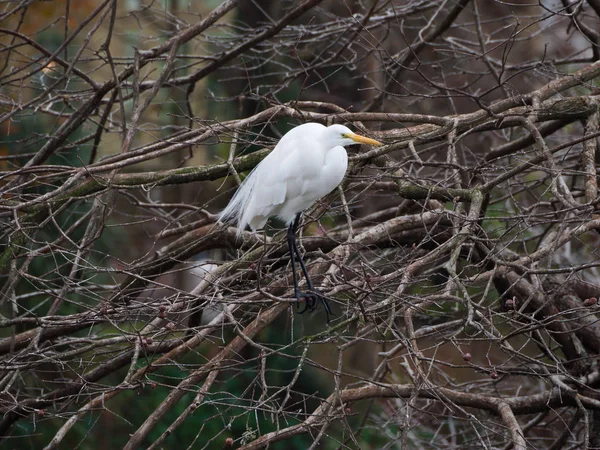 Grote Zilverreiger Een Cipressen Boom Baton Rouge Louisiana — Stockfoto