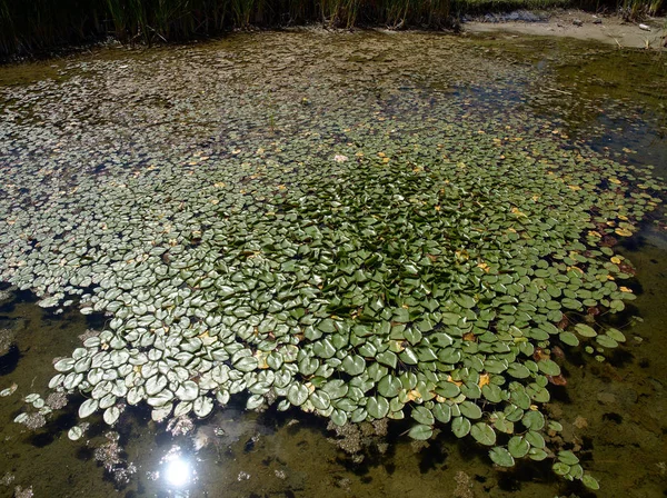 Vattenväxter Botaniska Trädgården Cordoba City Cordoba Argentina — Stockfoto
