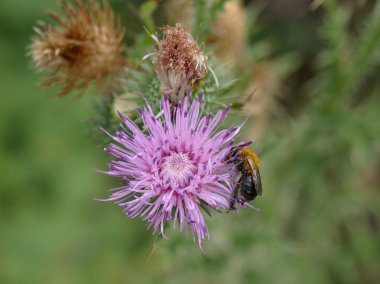 Villa de Merlo, San Luis, Arjantin'de bir devedikeni çiçeğinden nektar toplayan bir bal arısı.