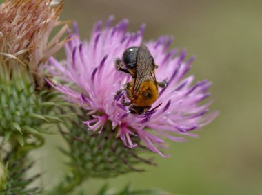 Villa de Merlo, San Luis, Arjantin'de bir devedikeni çiçeğinden nektar toplayan bir bal arısı.
