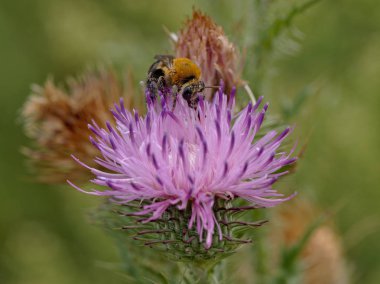 Villa de Merlo, San Luis, Arjantin'de bir devedikeni çiçeğinden nektar toplayan bir bal arısı.