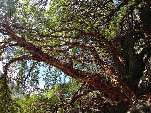 Tabaquillo Tree Polylepis Australis Заповеднике Reserva Florofaunistica Villa Merlo Сан — стоковое фото