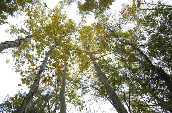 View of native trees against the sky at the Comite River Park, a popular mountain bike trails site, Baton Rouge, Louisiana, USA.