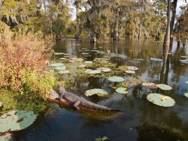 Martin Gölü'nde bir timsah, Louisiana, Abd.