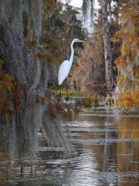 Martin Gölü'nde bir selvi ağacında büyük egret, Louisiana, Abd.