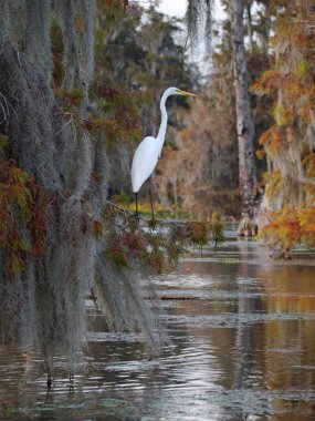 Great egret on a cypress tree in Lake Martin, Louisiana, USA. clipart