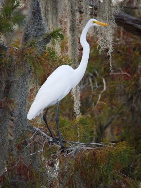 Martin Gölü'nde bir selvi ağacında büyük egret, Louisiana, Abd.