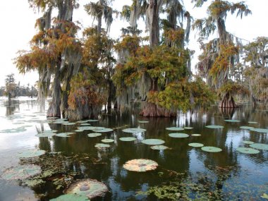 View of Lake Martin, Louisiana, USA. clipart