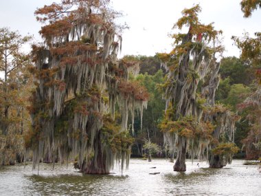 Martin Gölü'ndeki selvi ağaçları, Louisiana, Abd.