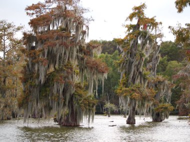 Cypress trees in Lake Martin, Louisiana, USA. clipart
