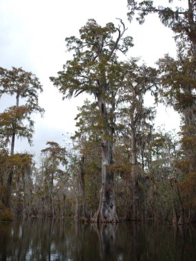 Martin Gölü'ndeki selvi ağaçları, Louisiana, Abd.