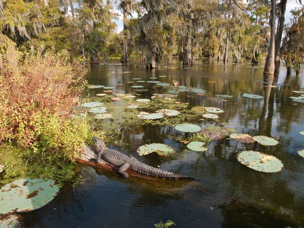 Ein Alligator Lake Martin Louisiana Usa — Stockfoto