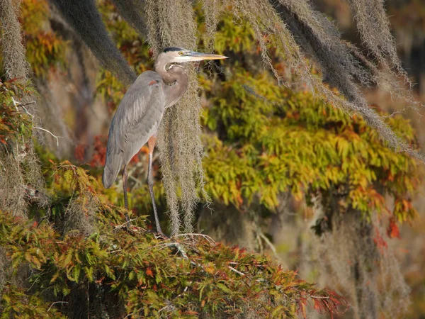 Stor Blåhäger Ett Träd Lake Martin Louisiana Usa — Stockfoto