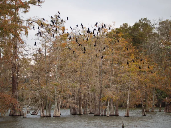 Fåglar Cypress Träd Lake Martin Louisiana Usa — Stockfoto