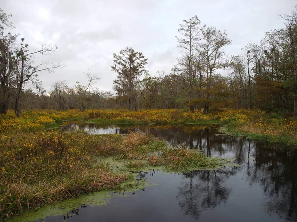 Vue Lac Martin Louisiane États Unis — Photo