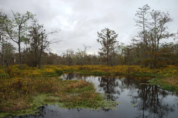 Vue Lac Martin Louisiane États Unis — Photo