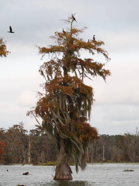 Ett Cypress Träd Lake Martin Louisiana Usa — Stockfoto