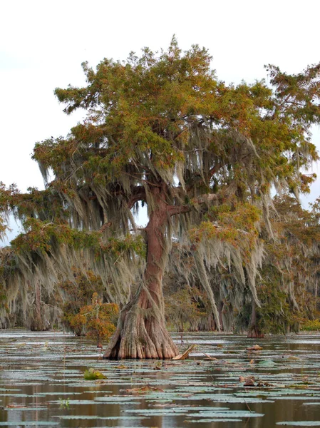 Eine Zypresse Lake Martin Louisiana Usa — Stockfoto