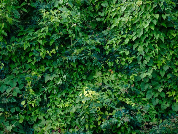 Natural Green Wall Mississippi River Baton Rouge Louisiana Usa — Stock Photo, Image