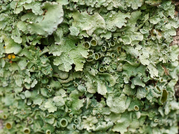 Zöld Lichen Háttér Villa Merlo San Luis Argentína — Stock Fotó