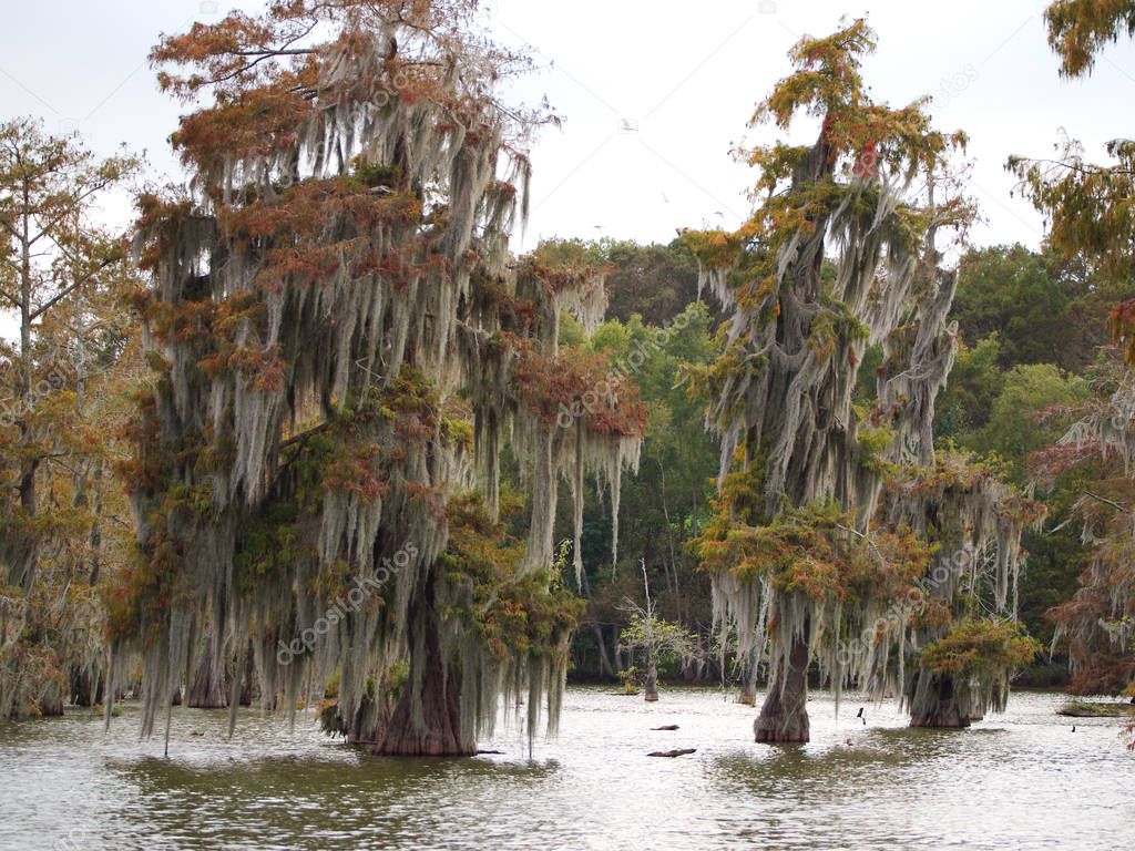 Cypress trees in Lake Martin, Louisiana, USA.