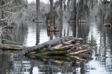 An alligator in Lake Martin, Louisiana, USA. clipart