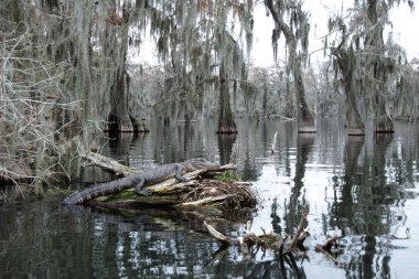 Martin Gölü'nde bir timsah, Louisiana, Abd.