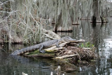 An alligator in Lake Martin, Louisiana, USA. clipart