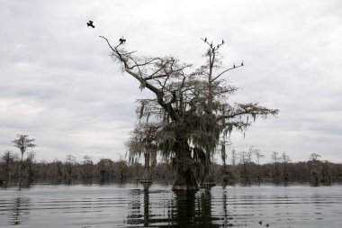 A cypress tree in Lake Martin, Louisiana. clipart