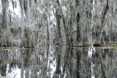Martin Gölü manzarası, Louisiana, Amerika Birleşik Devletleri.
