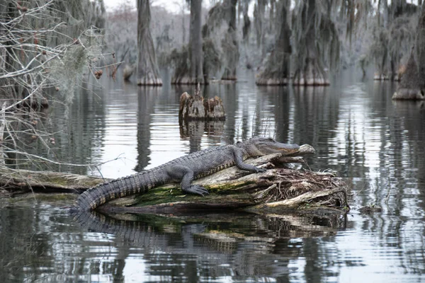 Jacaré Lake Martin Louisiana Eua — Fotografia de Stock