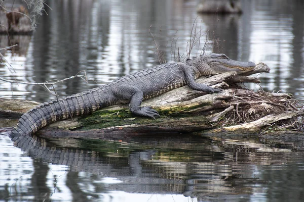 美国路易斯安那州马丁湖的一只鳄鱼 — 图库照片