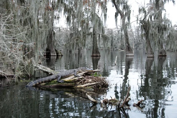 Ein Alligator Lake Martin Louisiana Usa — Stockfoto