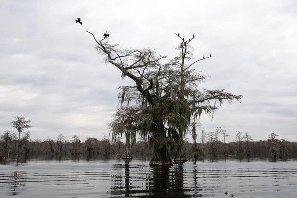 Eine Zypresse Lake Martin Louisiana — Stockfoto