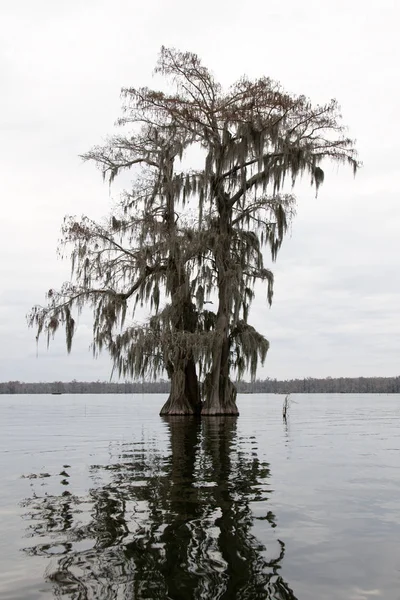 Eine Zypresse Lake Martin Louisiana — Stockfoto