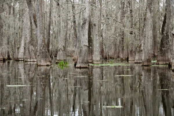 Utsikt Över Lake Martin Louisiana Usa — Stockfoto