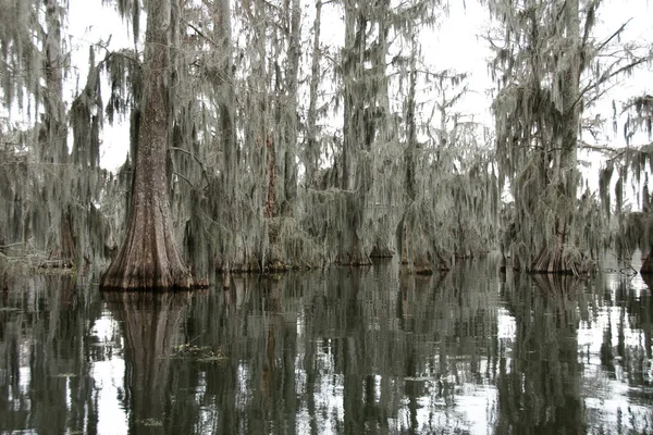 Blick Auf Lake Martin Louisiana Usa — Stockfoto