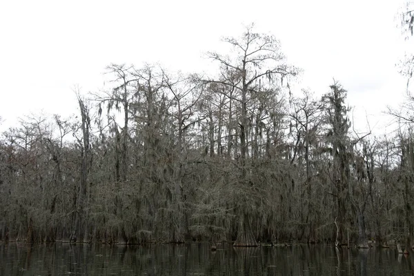 Veduta Del Lago Martin Louisiana Stati Uniti America — Foto Stock