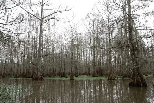 Vue Lac Martin Louisiane États Unis — Photo