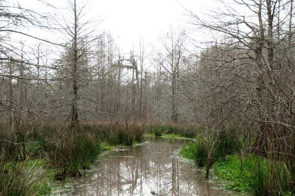 Utsikt Över Lake Martin Louisiana Usa — Stockfoto