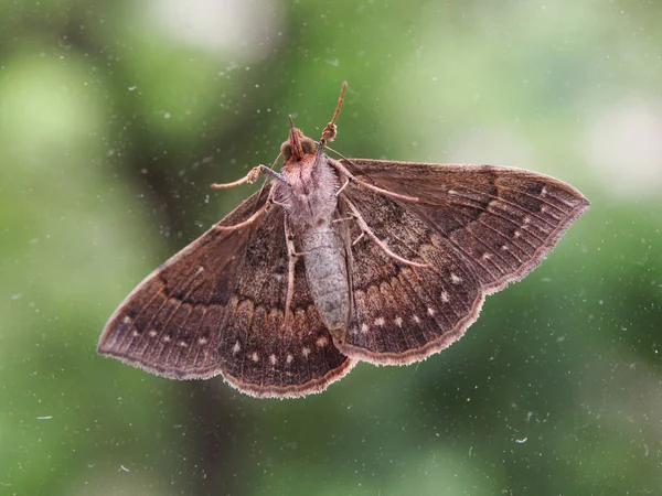 Moth Glass Seen Cordoba Argentina — Stock Photo, Image