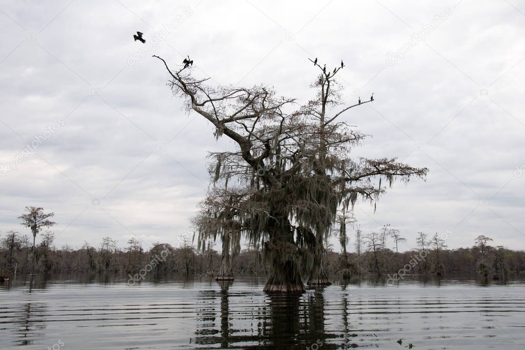 A cypress tree in Lake Martin, Louisiana.