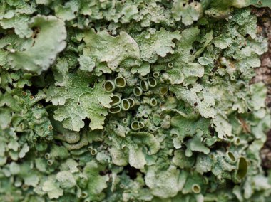 Liken yakın Villa de Merlo, San Luis, Arjantin.