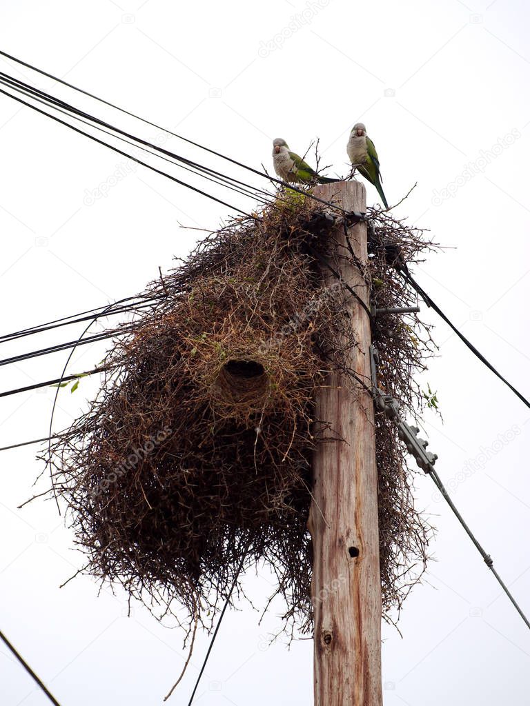 Parrots stand on a nest built on an electric post in Villa de Merlo, San Luis Argentina