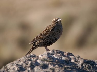 Villa de Merlo yakınlarındaki bir dağın tepesindeki 