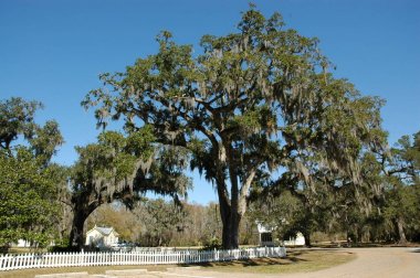 Fairview-Riverside State Park manzarası, Madisonville, Louisiana, Abd.
